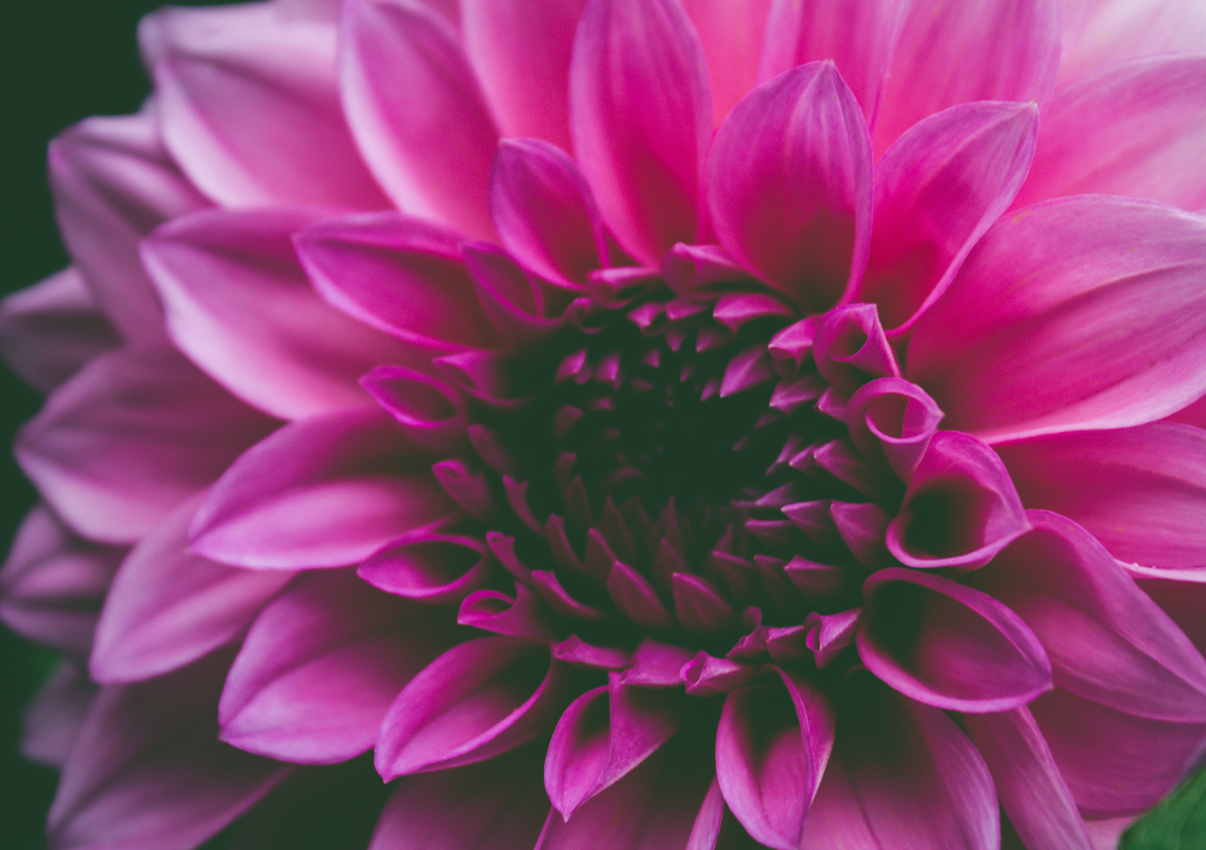 Close up Pink Flower